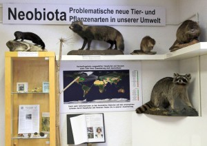 Neobiota - Neue Ausstellungsecke in der Auwaldstation
